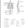 yoga werkboek anatomie