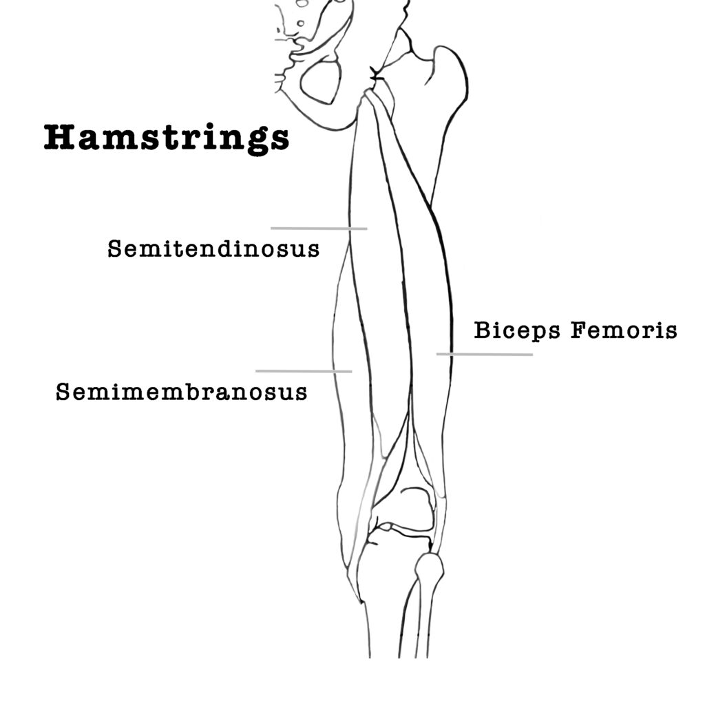 yoga anatomie hamstrings