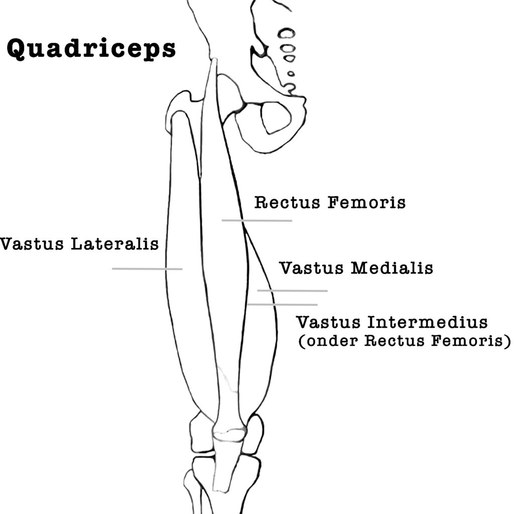 yoga anatomie quadriceps