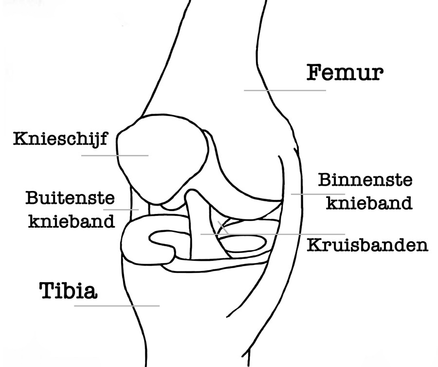 yoga anatomie kniegewricht